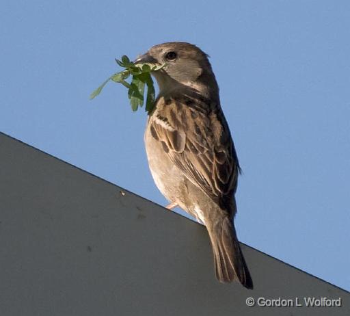 Little Brown Bird_45321.jpg - House Sparrow (Passer domesticus)Photographed near Breaux Bridge, Louisiana, USA.